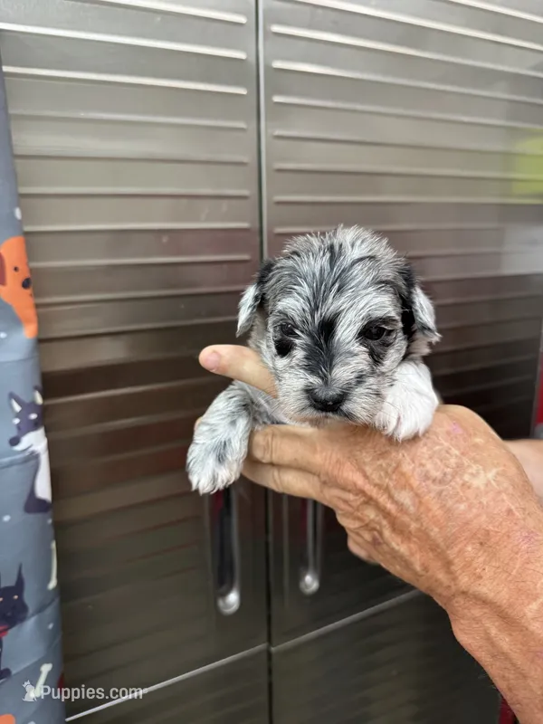 Splash – Miniature Schnauzer, West Highland White Terrier puppy for sale in Clifton, KS