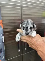 Splash, a female Miniature Schnauzer and West Highland White Terrier for sale in Clifton, KS – 1 of 5