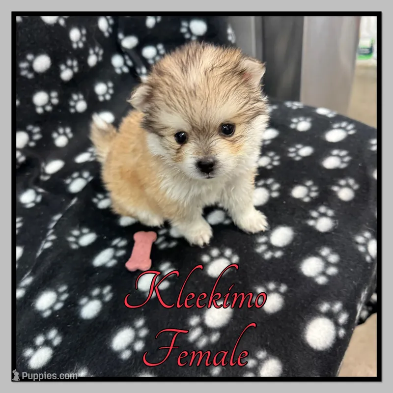 Clover – American Eskimo, Alaskan Klee Kai puppy for sale in Clifton, KS