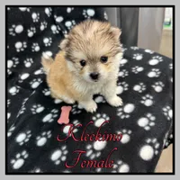Clover, a female American Eskimo and Alaskan Klee Kai for sale in Clifton, KS – 1 of 3