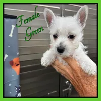 Etta, a female West Highland White Terrier for sale in Clifton, KS – 1 of 3