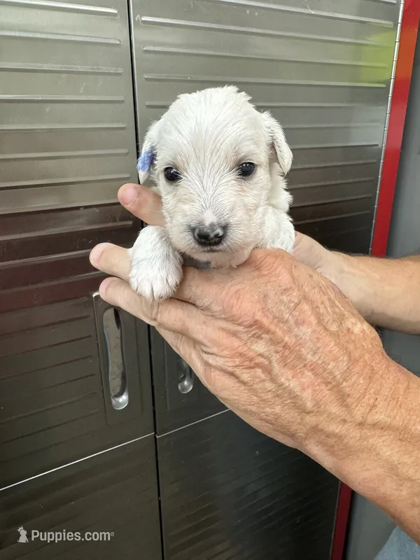 Lilly – Miniature Schnauzer, West Highland White Terrier puppy for sale in Clifton, KS