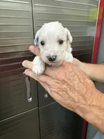 Lilly, a female Miniature Schnauzer and West Highland White Terrier for sale in Clifton, KS – 1 of 5