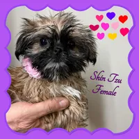 Rosie, a female Shih Tzu for sale in Clifton, KS – Photo 1 of 3