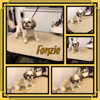 Rosie, a female Shih Tzu for sale in Clifton, KS – Photo 2 of 3