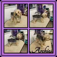 Huckleberry, a male Yorkshire Terrier for sale in Clifton, KS – Photo 3 of 3