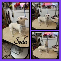 Edina, a female West Highland White Terrier for sale in Clifton, KS – 3 of 3