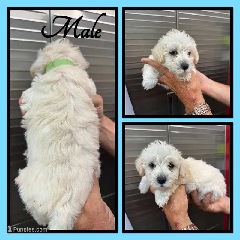MacGregor – Westiepoo puppy for sale in Clifton, KS