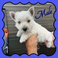 McRuff, a male West Highland White Terrier for sale in Clifton, KS – 1 of 3