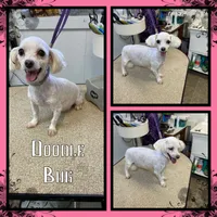 Skitter, a male Maltese for sale in Clifton, KS – Photo 2 of 3