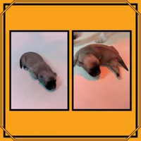 Skitter, a male Maltese for sale in Clifton, KS – Photo 1 of 3