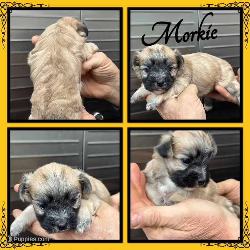 Skitter – Maltese, Yorkshire Terrier puppy for sale in Clifton, KS