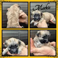 Skitter, a male Maltese and Yorkshire Terrier for sale in Clifton, KS – Photo 1 of 3