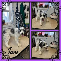 Zero, a male Miniature Schnauzer and West Highland White Terrier for sale in Clifton, KS – 5 of 5