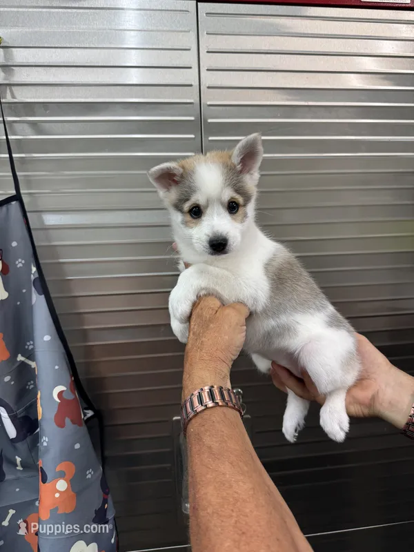 Buffy – American Eskimo, Alaskan Klee Kai puppy for sale in Clifton, KS