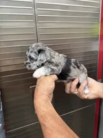 Splash, a female Miniature Schnauzer and West Highland White Terrier for sale in Clifton, KS – 2 of 5