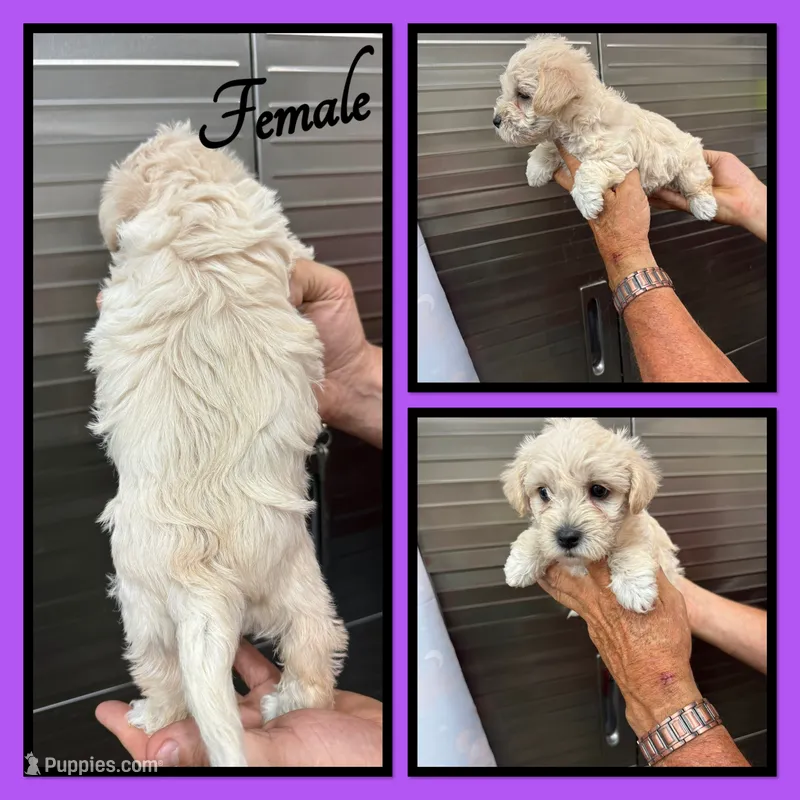 Lacey – Westiepoo puppy for sale in Clifton, KS