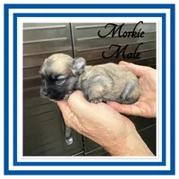 Peanut , a male Morkie for sale in Clifton, KS – 3 of 5