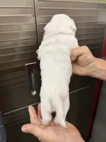 Zero, a male Miniature Schnauzer and West Highland White Terrier for sale in Clifton, KS – 2 of 5