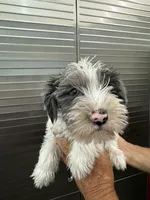 Ace, a male Miniature Schnauzer and Yorkshire Terrier for sale in Clifton, KS – Photo 3 of 6