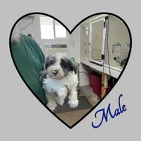 Ace, a male Miniature Schnauzer and Yorkshire Terrier for sale in Clifton, KS – Photo 1 of 6