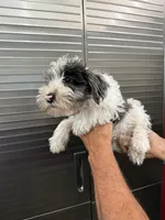 Ace, a male Miniature Schnauzer and Yorkshire Terrier for sale in Clifton, KS – Photo 2 of 6