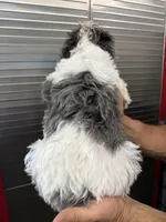 Ace, a male Miniature Schnauzer and Yorkshire Terrier for sale in Clifton, KS – Photo 4 of 6