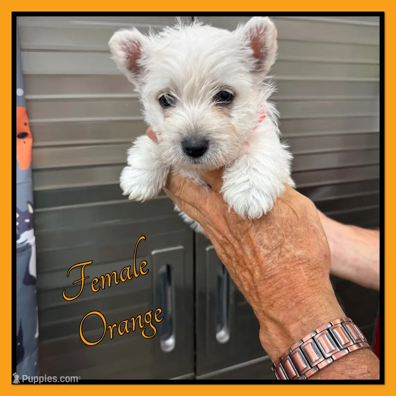 Edina – West Highland White Terrier puppy for sale in Clifton, KS