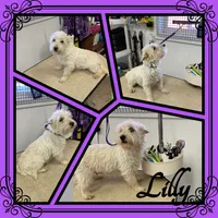 Coconut, a female West Highland White Terrier for sale in Clifton, KS – 2 of 3