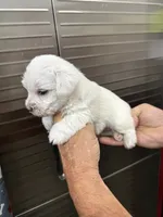 Zero, a male Miniature Schnauzer and West Highland White Terrier for sale in Clifton, KS – 3 of 5