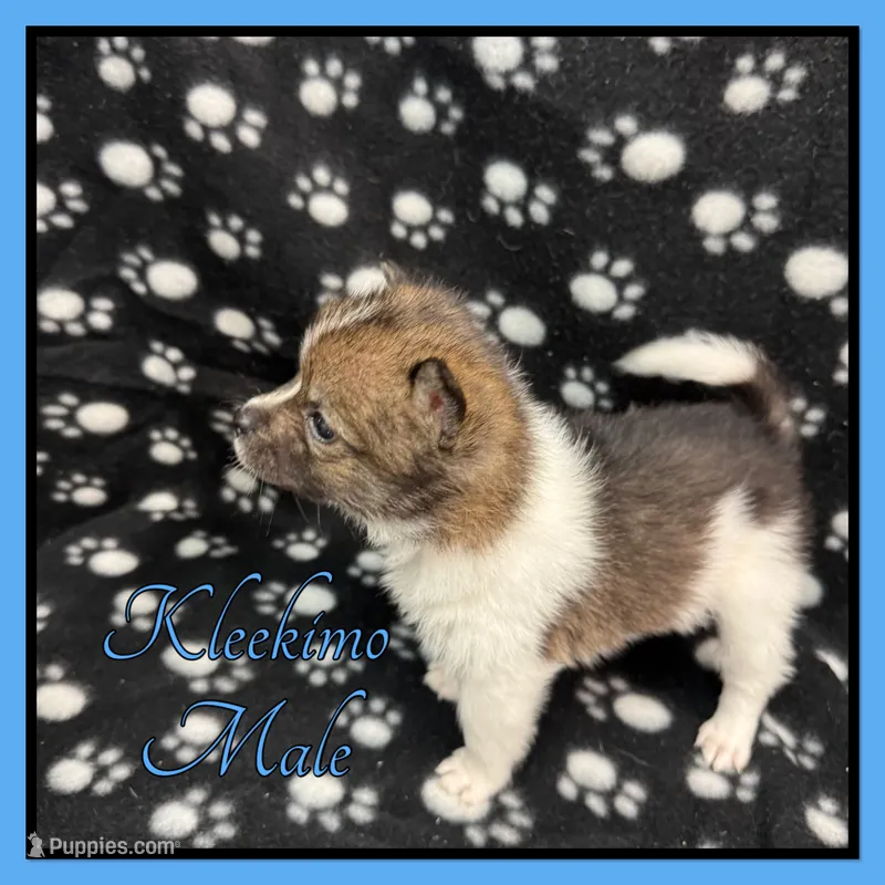 Squirt – American Eskimo, Alaskan Klee Kai puppy for sale in Clifton, KS
