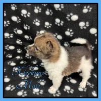 Squirt, a female American Eskimo and Alaskan Klee Kai for sale in Clifton, KS – 1 of 3