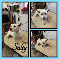 MacGregor, a male Westiepoo for sale in Clifton, KS – 2 of 3