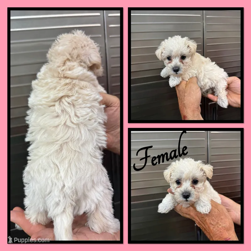 Buttons – Westiepoo puppy for sale in Clifton, KS