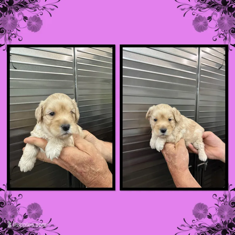 Amber – Schnoodle puppy for sale in Clifton, KS