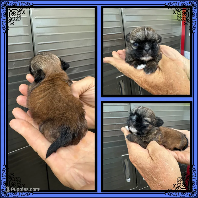 Snickers – Shih Tzu puppy for sale in Clifton, KS