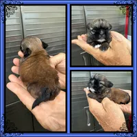 Snickers, a male Shih Tzu for sale in Clifton, KS – 1 of 3