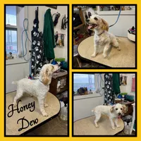 Buttons, a female Westiepoo for sale in Clifton, KS – 3 of 3