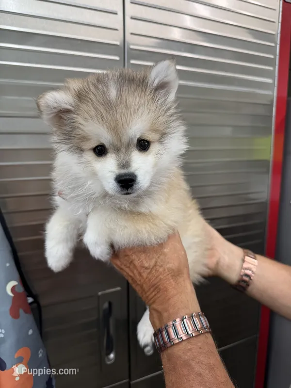 Clover – American Eskimo, Alaskan Klee Kai puppy for sale in Clifton, KS