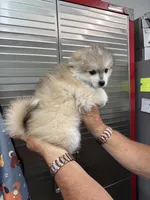 Clover, a female American Eskimo and Alaskan Klee Kai for sale in Clifton, KS – 3 of 6