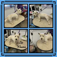 Coconut, a female West Highland White Terrier for sale in Clifton, KS – 3 of 3