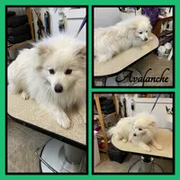 Clover, a female American Eskimo and Alaskan Klee Kai for sale in Clifton, KS – 2 of 3