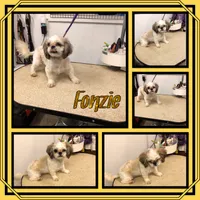 Snickers, a male Shih Tzu for sale in Clifton, KS – 2 of 3