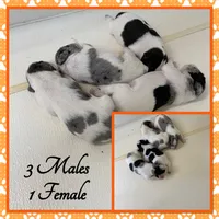 Indigo, a male Miniature Schnauzer and Yorkshire Terrier for sale in Clifton, KS – Photo 1 of 3
