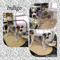 Indigo, a male Miniature Schnauzer and Yorkshire Terrier for sale in Clifton, KS – Photo 2 of 3