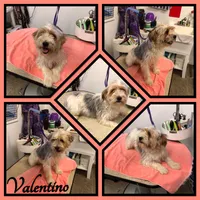 Indigo, a male Miniature Schnauzer and Yorkshire Terrier for sale in Clifton, KS – Photo 3 of 3