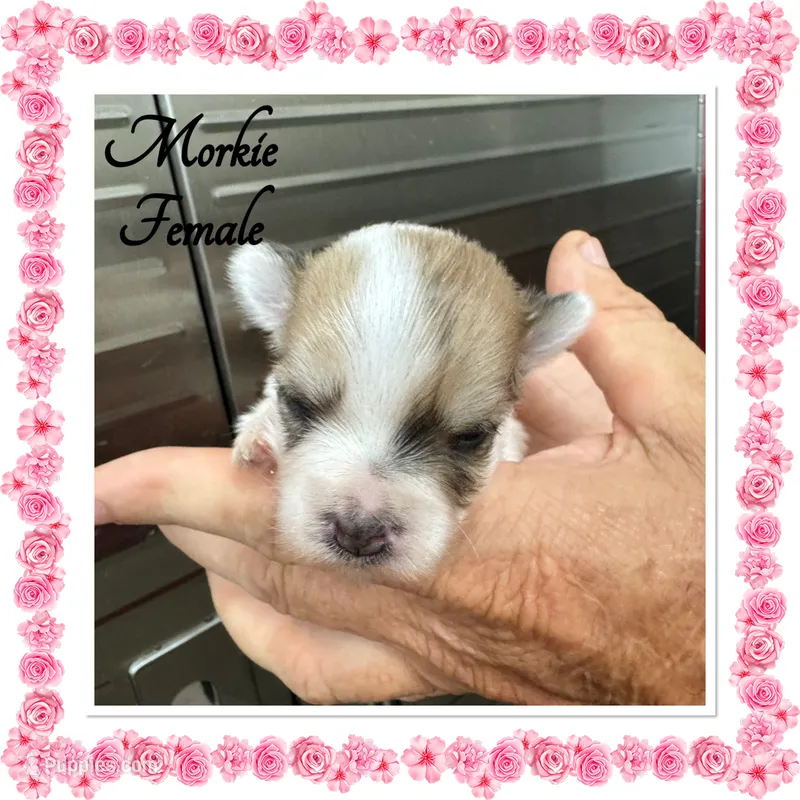Lucy – Morkie puppy for sale in Clifton, KS