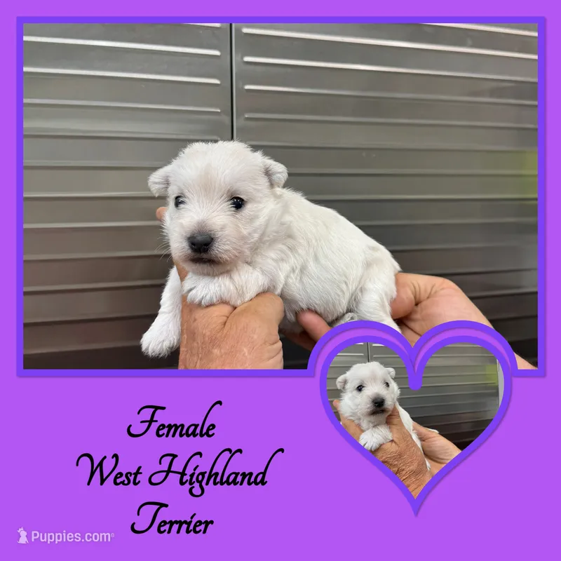 Coconut – West Highland White Terrier puppy for sale in Clifton, KS
