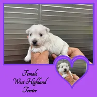 Coconut, a female West Highland White Terrier for sale in Clifton, KS – 1 of 3