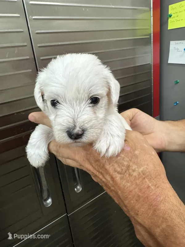 Zero – Miniature Schnauzer, West Highland White Terrier puppy for sale in Clifton, KS